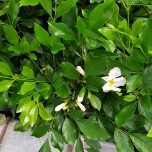 Cây giống Nguyệt Quế Thái - CayGiongTot