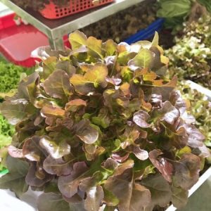 Gói 4GR hạt giống Xà Lách Sồi Đỏ Okaleaf