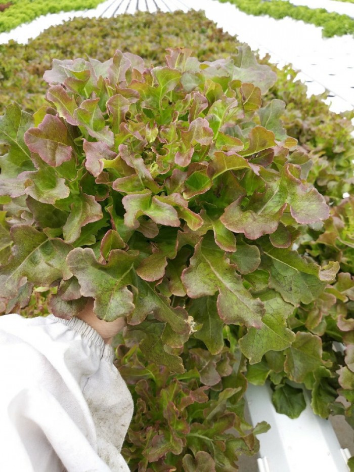 Gói 4GR hạt giống Xà Lách Sồi Đỏ Okaleaf