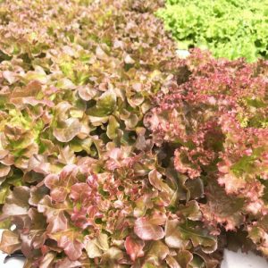 Gói 4GR hạt giống Xà Lách Sồi Đỏ Okaleaf