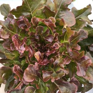 Gói 4GR hạt giống Xà Lách Sồi Đỏ Okaleaf