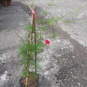 Chậu cây dây leo tóc tiên, dây leo giàn, hoa sao leo, Ipomoea quamoclit L