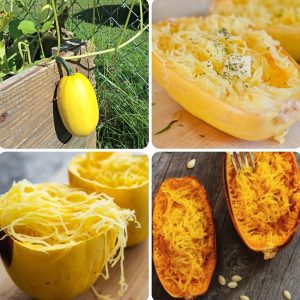 Gói 5 hạt giống bí sợi mì Ý (Cucurbita pepo)
