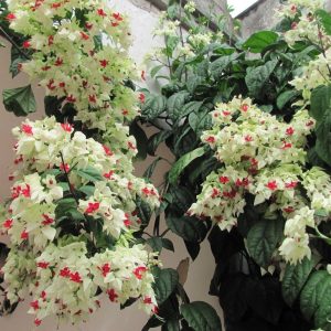 [Cây giống hoa]  Ngọc Nữ Trắng - Dây Ngọc Nữ -Clerodendron thomsonae - CayGiongTot