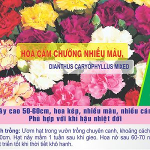 Gói 50 Hạt Giống Hoa Cẩm Chướng Nhiều Màu- NanuSeeds