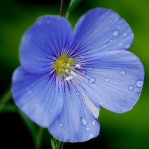 Gói 0.5GR hạt giống hoa Lanh Nhiều Màu (hoa Lanh)