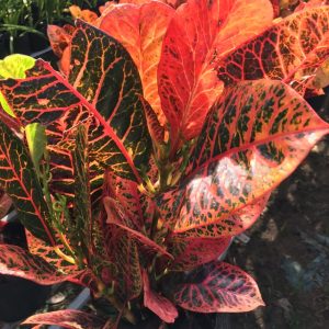 Cây giống lá màu ngũ sắc - CayGiongTot