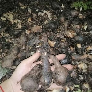 Củ giống Hoa Bỉ Ngạn - 5 màu đỏ, hồng, tím nhạt, trắng, vàng.