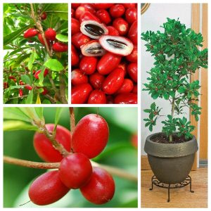 Cây giống Cây Thần Kỳ size M