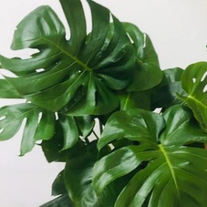Combo 10 hạt giống cây monstera tỉ lệ nảy mầm 90%