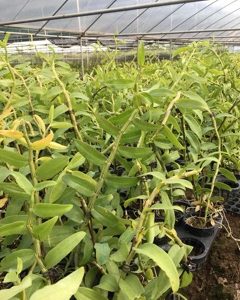 Cốc giống Giả Hạc - Phi Điệp Hồng Ngọc Mắt Xước Mentor 1 thân dài 5-10cm đã thuần vườn