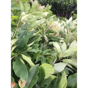 Cây giống hạt dẻ Chesnut Trùng Khánh