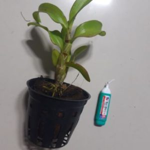 [Giống mới] Dendro lai Cattleya màu đẹp - cây trưởng thành sắp cho hoa