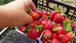 Combo 10 cây giống Dâu Tây Nhật Sachinoka cấy mô - giống chịu nhiệt trái siêu ngọt, giòn