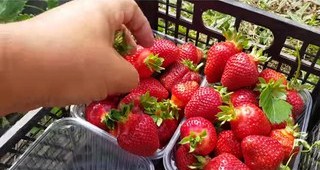 Combo 10 cây giống Dâu Tây Nhật Sachinoka cấy mô - giống chịu nhiệt trái siêu ngọt, giòn