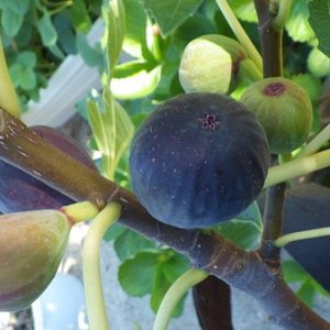 Cây giống Violette de Bordeaux Fig Tree (French Fig) có trái- giống sưu tầm siêu thơm, ngọt