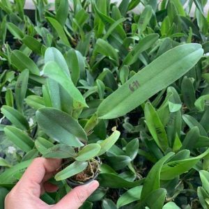 Combo 5 Cây Lan Cattleya Giống - Nhập Thái Lan