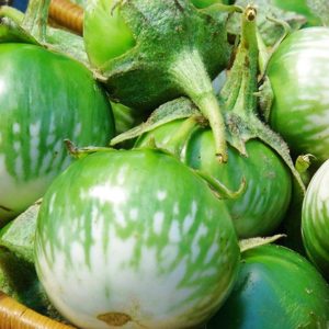 Gói 1GR hạt giống Cà Ngọt F1 SV No 1