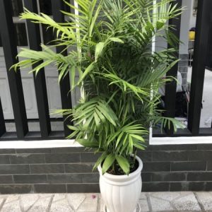 Cây giống Cây Cau Hawai - CayGiongTot