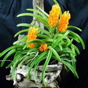 Combo 5 cây giống Lan Rừng Hỏa Hoàng Cam