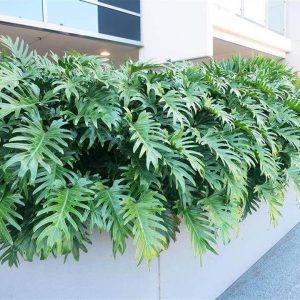 Cây giống Trầu Bà Chân Vịt - CayGiongTot