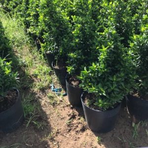 [Combo 50 cái] chậu nhựa đen C13 mềm dẻo trồng cây nhỏ, ươm cây con KT: 34x29x28.5cm