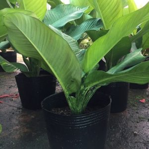 [Combo 10 cái] chậu nhựa đen C13 mềm dẻo trồng cây nhỏ, ươm cây con KT: 34x29x28.5cm