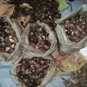 Củ giống Hoa Bỉ Ngạn - 5 màu đỏ, hồng, tím nhạt, trắng, vàng.