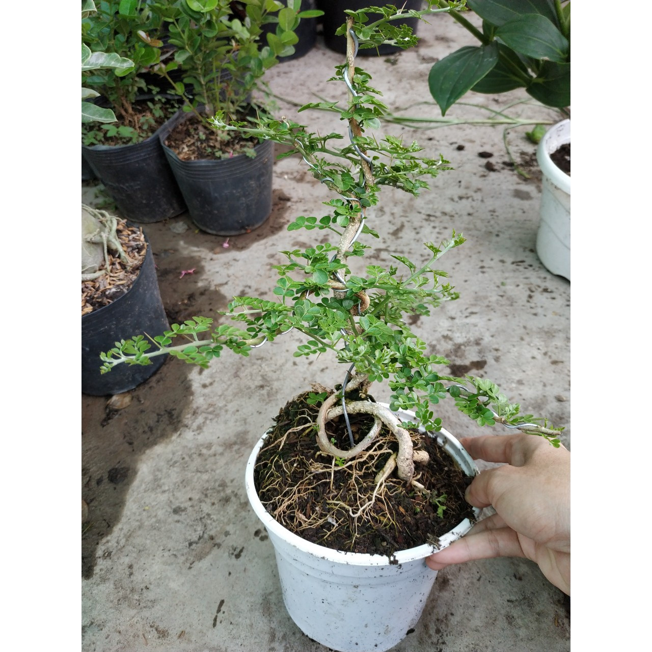 Cây giống Cần thăng bonsai cao 45cm - 50cm - CayGiongTot