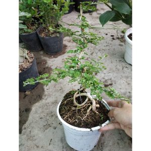Cây giống Cần thăng bonsai cao  45cm - 50cm - CayGiongTot
