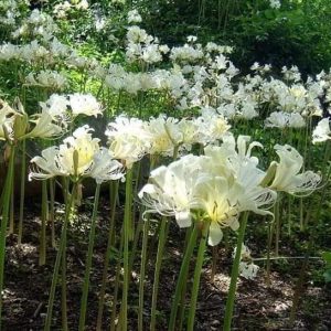 Củ giống Hoa Bỉ Ngạn - 5 màu đỏ, hồng, tím nhạt, trắng, vàng.