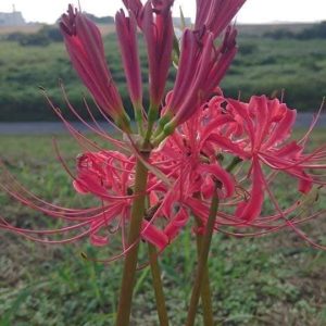 Củ giống Hoa Bỉ Ngạn - 5 màu đỏ, hồng, tím nhạt, trắng, vàng.