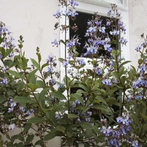 Cây giống Cây thanh điệp (cánh tiên) - CayGiongTot