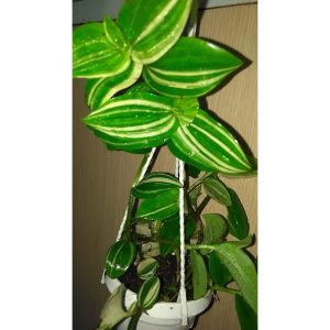 Cây giống Cây rau trai cẩm thạch - CayGiongTot