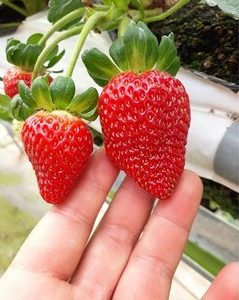 Combo 10 cây giống Dâu Tây Nhật Sachinoka cấy mô - giống chịu nhiệt trái siêu ngọt, giòn