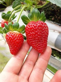 Combo 10 cây giống Dâu Tây Nhật Sachinoka cấy mô - giống chịu nhiệt trái siêu ngọt, giòn