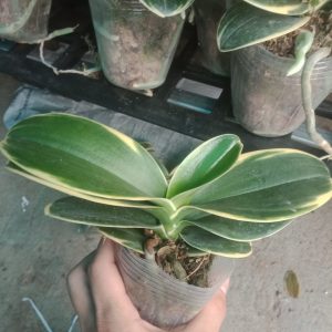 Lan Hồ điệp lá biên đột biến cây khỏe cứng cáp