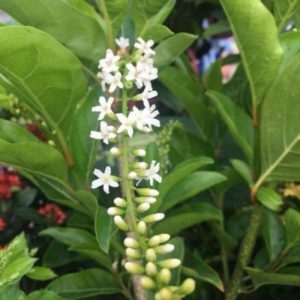 Cây giống Lài Thơm Thái - CayGiongTot