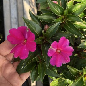 Chậu cây Mai dạ thảo hồng lá xanh