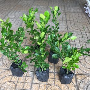 Cây giống Cây Chúc (chanh thái) - cây nhiều nhánh