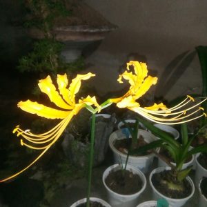 Củ giống Hoa Bỉ Ngạn - 5 màu đỏ, hồng, tím nhạt, trắng, vàng.