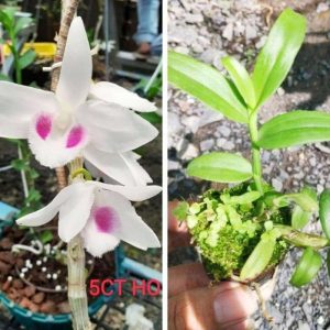 5CT HO gieo hạt - cây con năm 2 xanh sạch