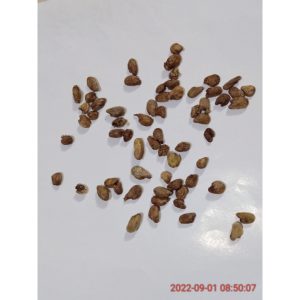 Combo 10 hạt giống cây monstera tỉ lệ nảy mầm 90%