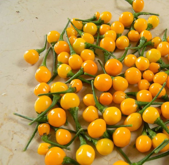 Nhà giàu mạnh tay chi tiền mua quả dại mọc hoang có giá hơn nửa tỷ đồng mỗi  kg