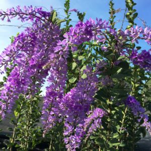 Cây giống mai xanh Thái Lan chuẩn giống