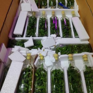 Ngọc điểm chai mô - Trắng - Nhập Thái 40 cây con