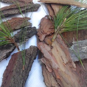 Vỏ thông đỏ xay vụn - Giá thể trồng lan chuyên dụng hàng đẹp