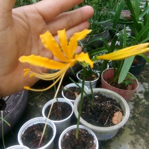 Củ giống Hoa Bỉ Ngạn - 5 màu đỏ, hồng, tím nhạt, trắng, vàng.