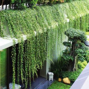 Cây giống Cúc Tần Ấn Độ - CayGiongTot