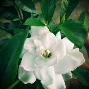 [Cây giống hoa] Lài Tiểu Thơ (hương thơm ngọt ngào) - CayGiongTot